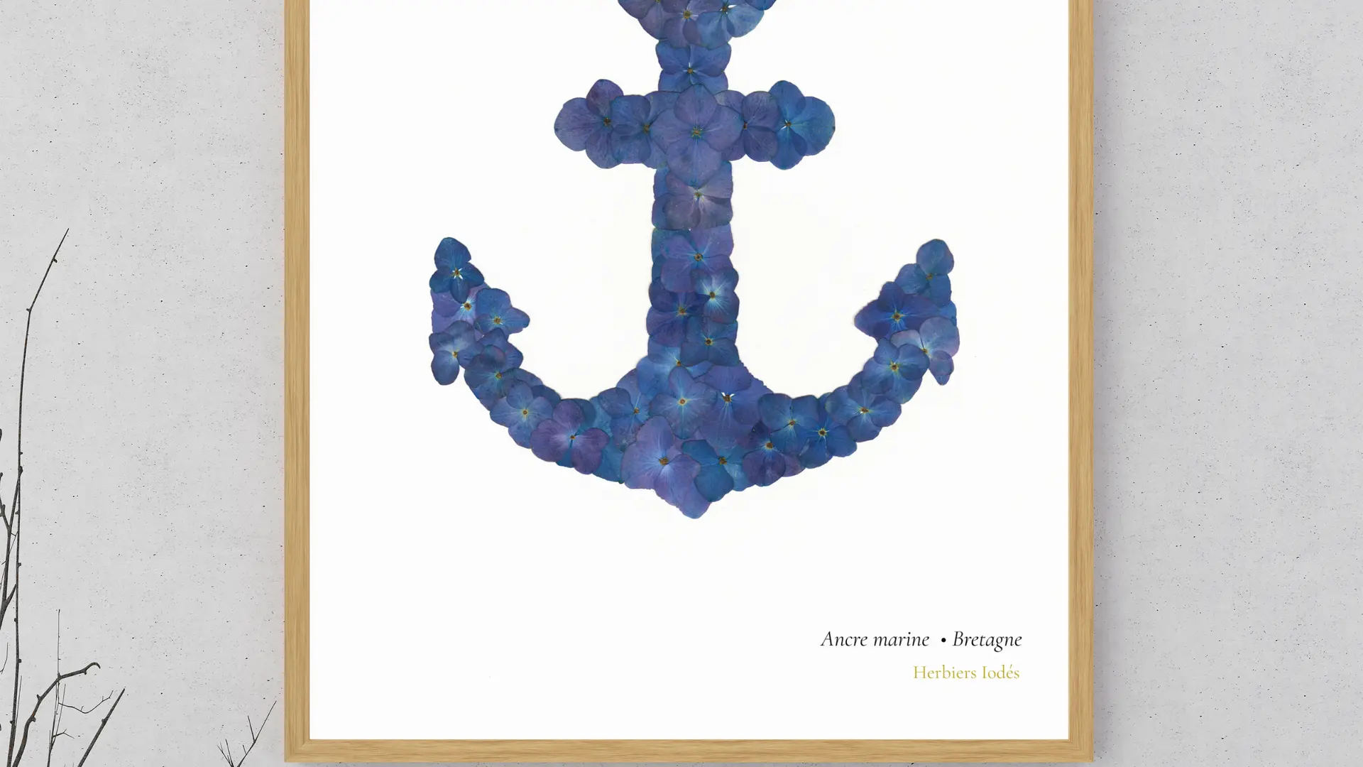 Ancre marine - Herbiers d'hortensias