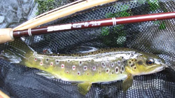 Association-Agreee-pour-la-Peche-et-la-Protection-du-Milieu-Aquatique-du-Pays-Bigouden-1