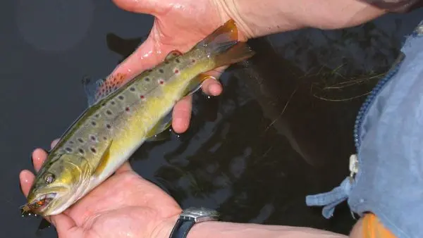 Association-Agreee-pour-la-Peche-et-la-Protection-du-Milieu-Aquatique-du-Pays-Bigouden-2