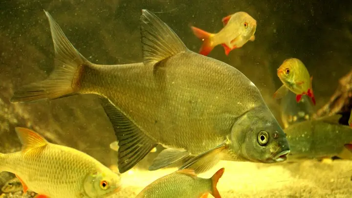 Aquarium des Curieux de nature