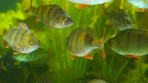 Aquarium des Curieux de nature