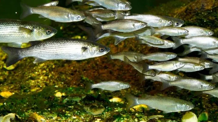 Aquarium des Curieux de nature