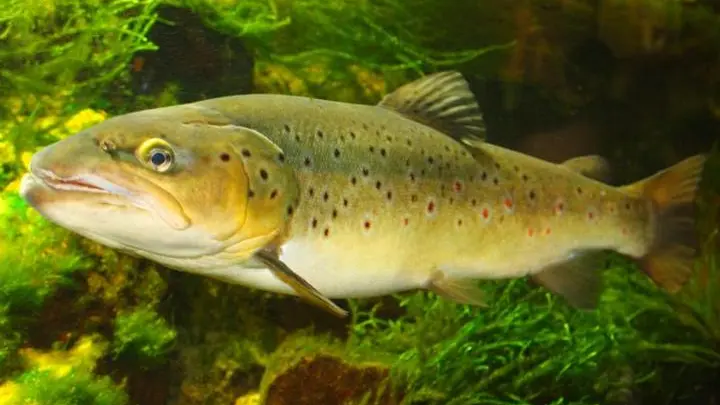 Aquarium des Curieux de nature