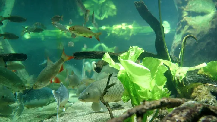 Aquarium des Curieux de nature