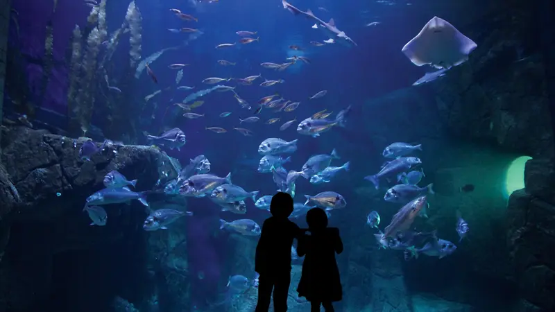 Aquashow