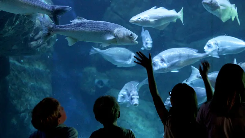 Aquashow