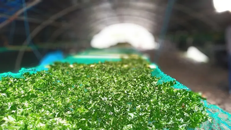 Begood Alg - Plozévet - Pays Bigouden 6