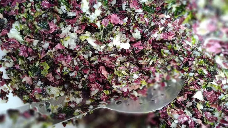 Begood Alg - Plozévet - Pays Bigouden 5