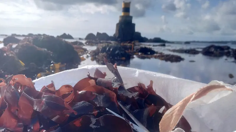 Begood Alg - Plozévet - Pays Bigouden 2