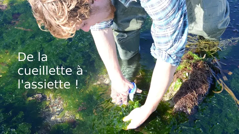 Begood Alg - Plozévet - Pays Bigouden