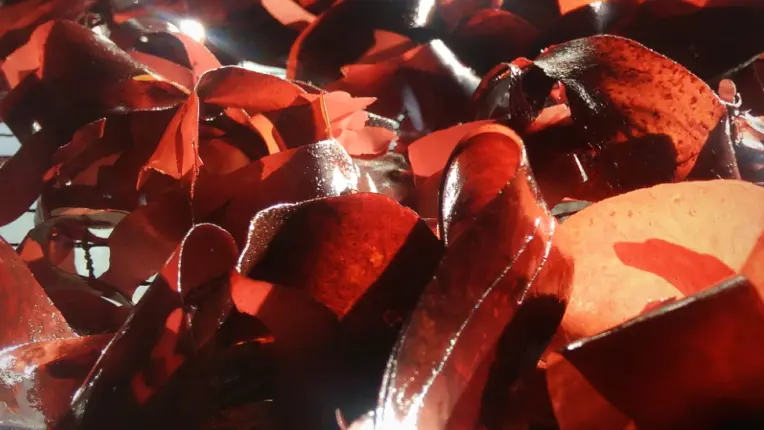 Begood Alg - Plozévet - Pays Bigouden 4