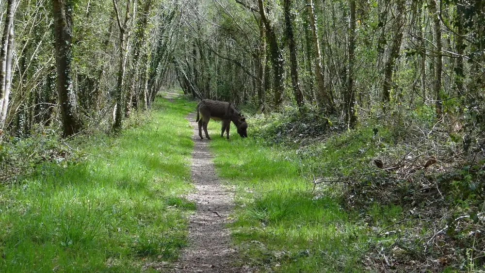 Bernard Moulin-Bois-du-Nevet-ane