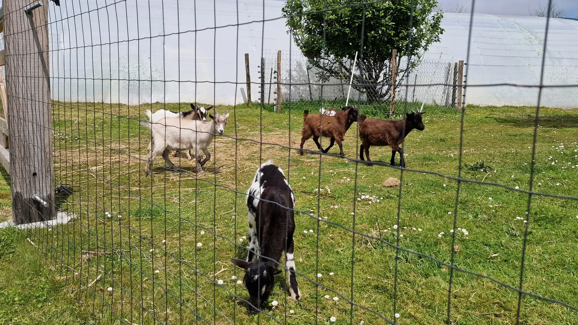 Biquettes - Le Launay