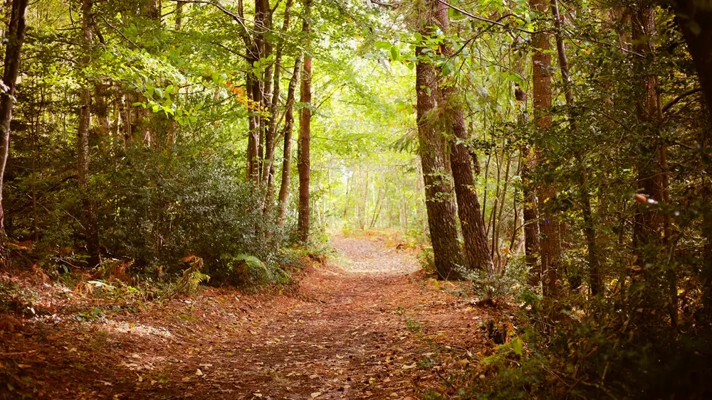 Rando Le Bois de Roscouré - Combrit - Pays Bigouden