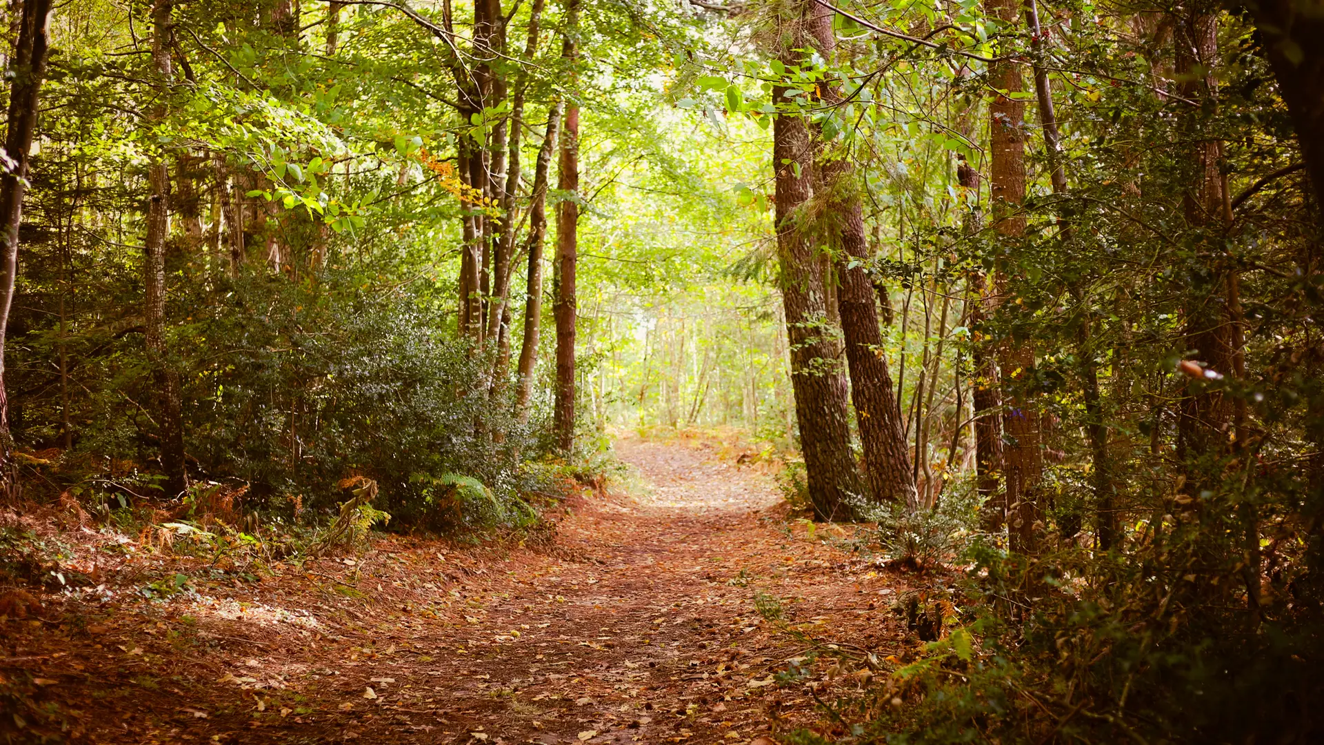 Bois de  Roscouré - Combrit - Pays Bigouden