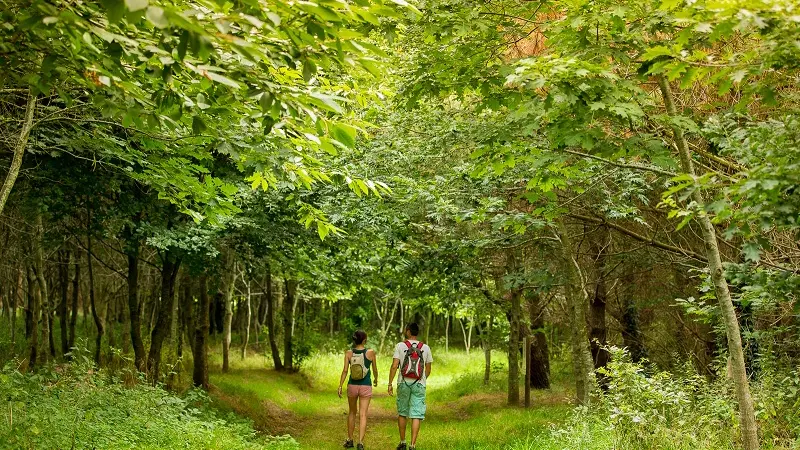 Bois de Saint Ronan - Plozevet - Pays Bigouden-2