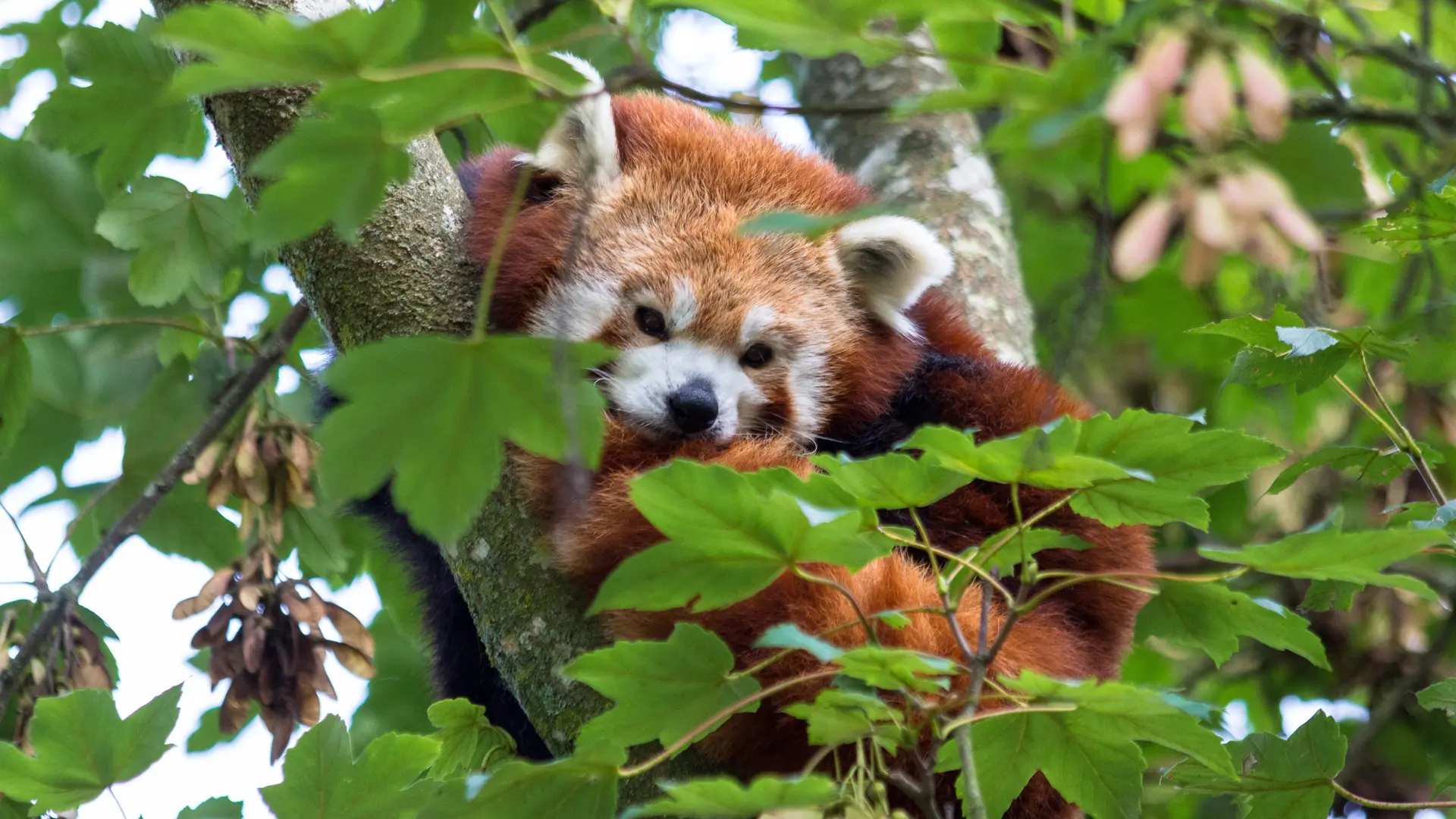 Branféré Panda Roux©M.Bernard-Chabrier