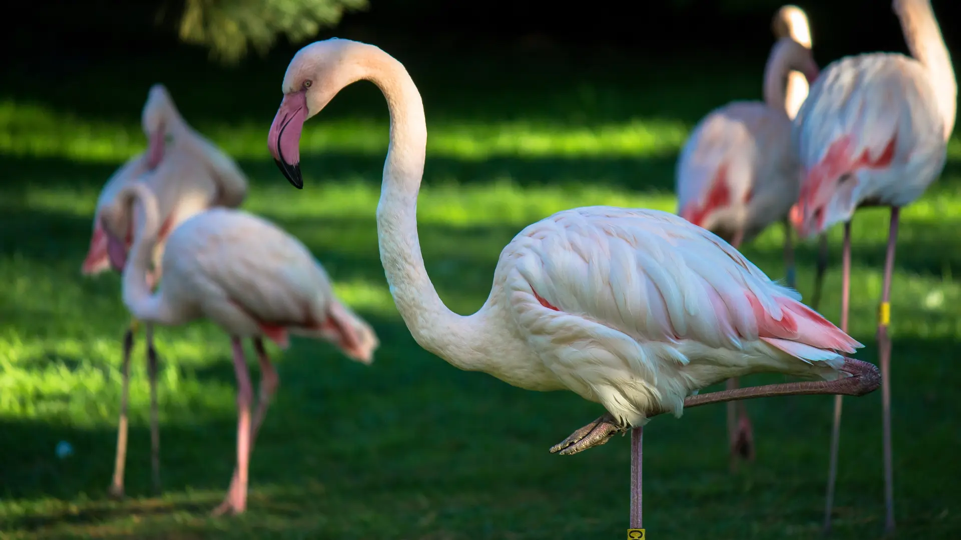 Branféré flamants roses ©M.Bernard-Chabrier