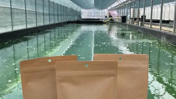 Breizh'Uline Plobannalec-Lesconil - Pays Bigouden - Bigoudenjoy