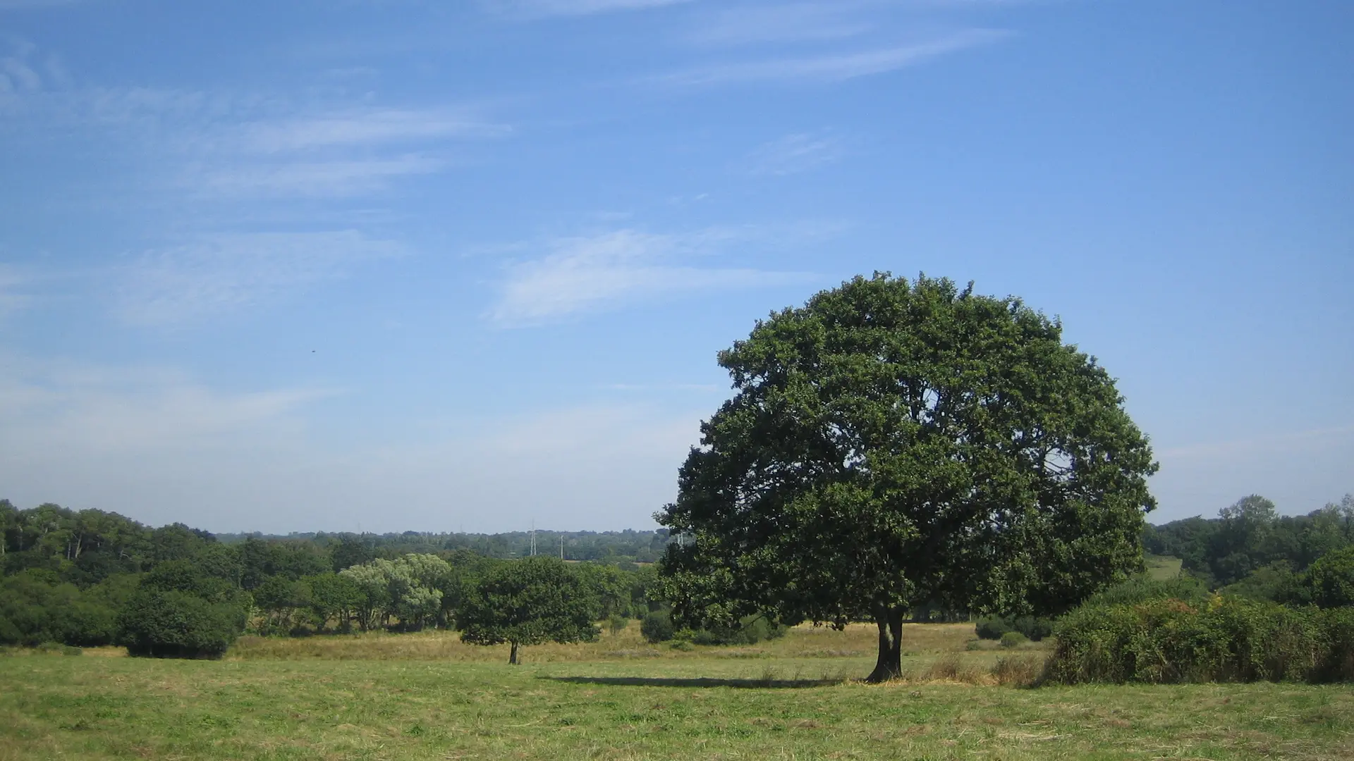 VAN DORSSEN Conrad - Iris - Plomeur - Pays bigouden