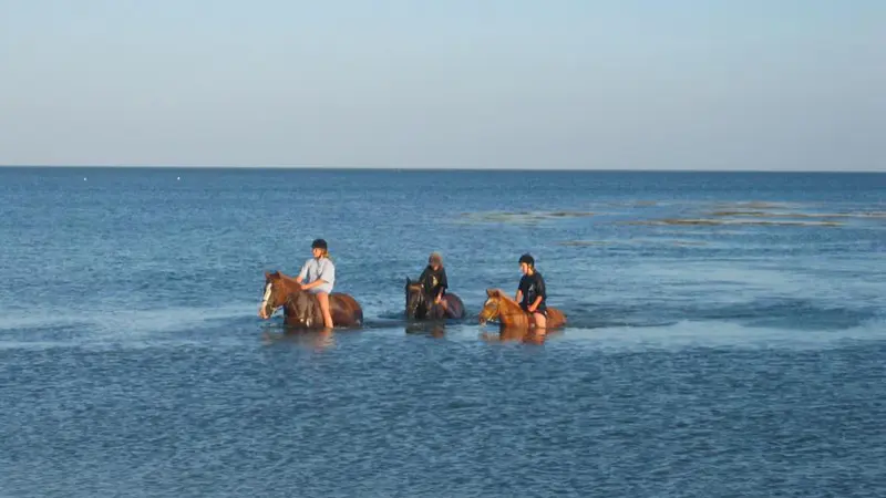 Centre équestre de la joie - Penmarc'h - Pays Bigouden - Bigoudenjoy