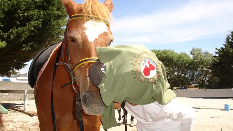 Centre équestre de la joie - Penmarc'h - Pays Bigouden - Bigoudenjoy