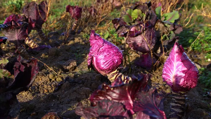 Chez Véro et Philippe - Plozévet - Pays Bigouden