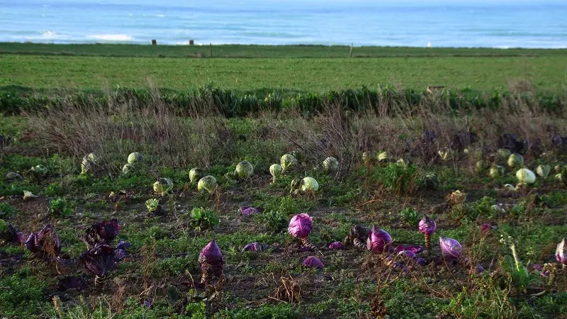 Chez Véro et Philippe - Plozévet - Pays Bigouden