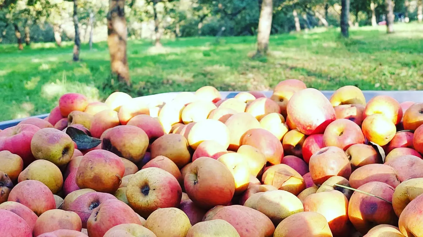 Cidre Séhédic - La Forêt-Fouesnant