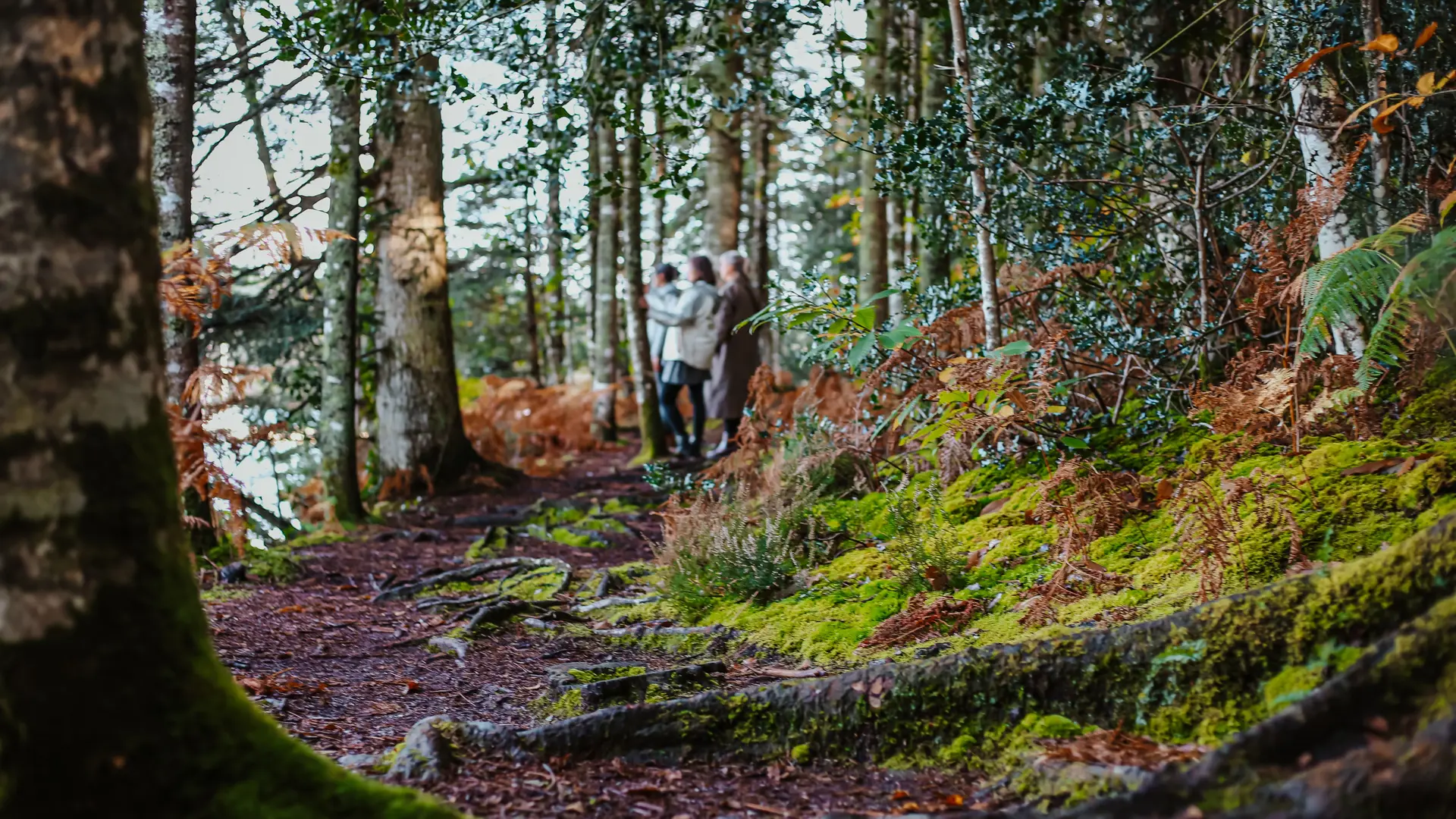 Bois de  Roscouré - Combrit - Pays Bigouden