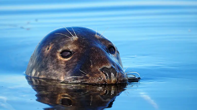 Centre nautique - Penmarc'h - Pays Bigouden