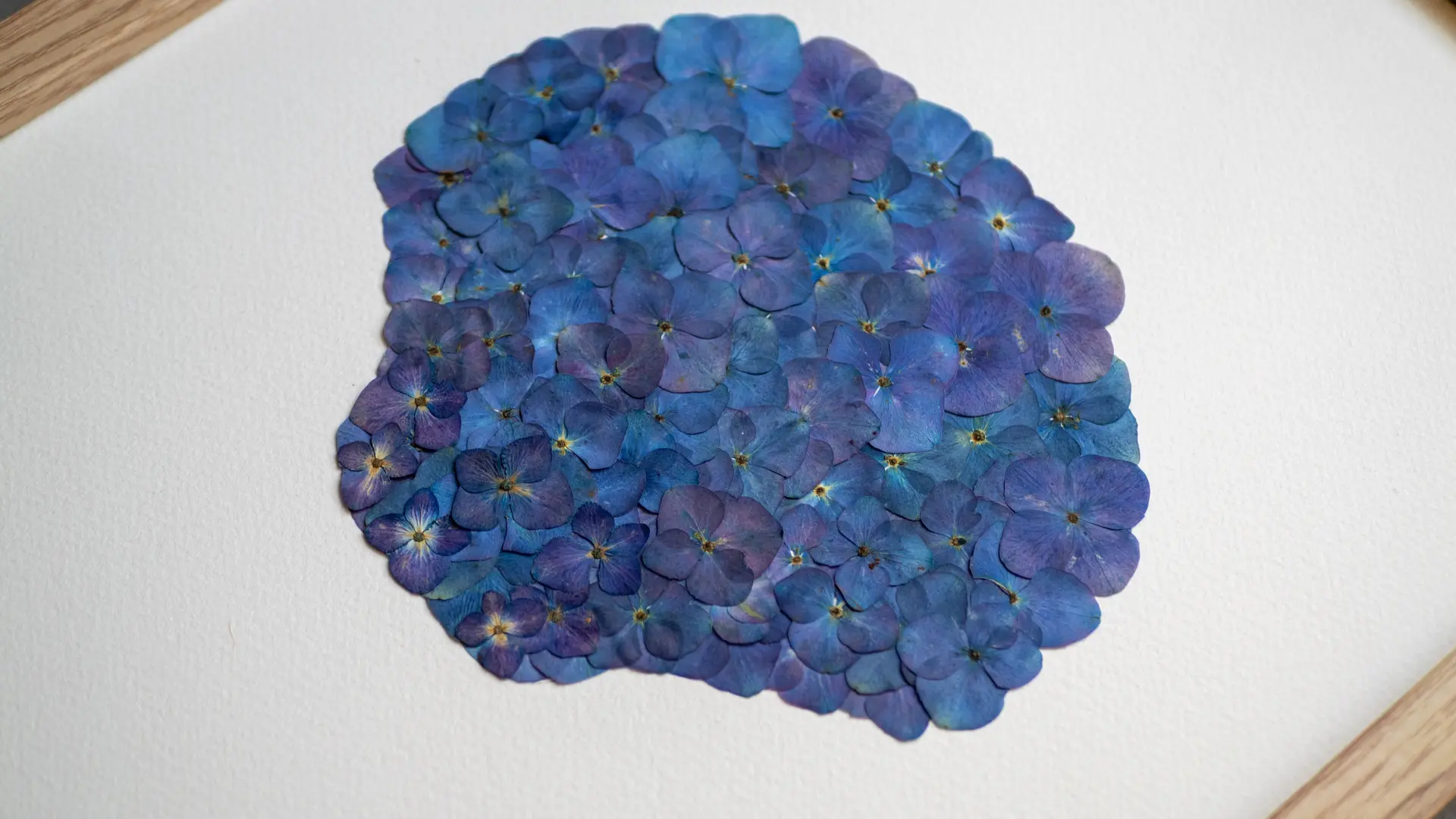 Coquille Iodés - Herbiers d'Hortensias