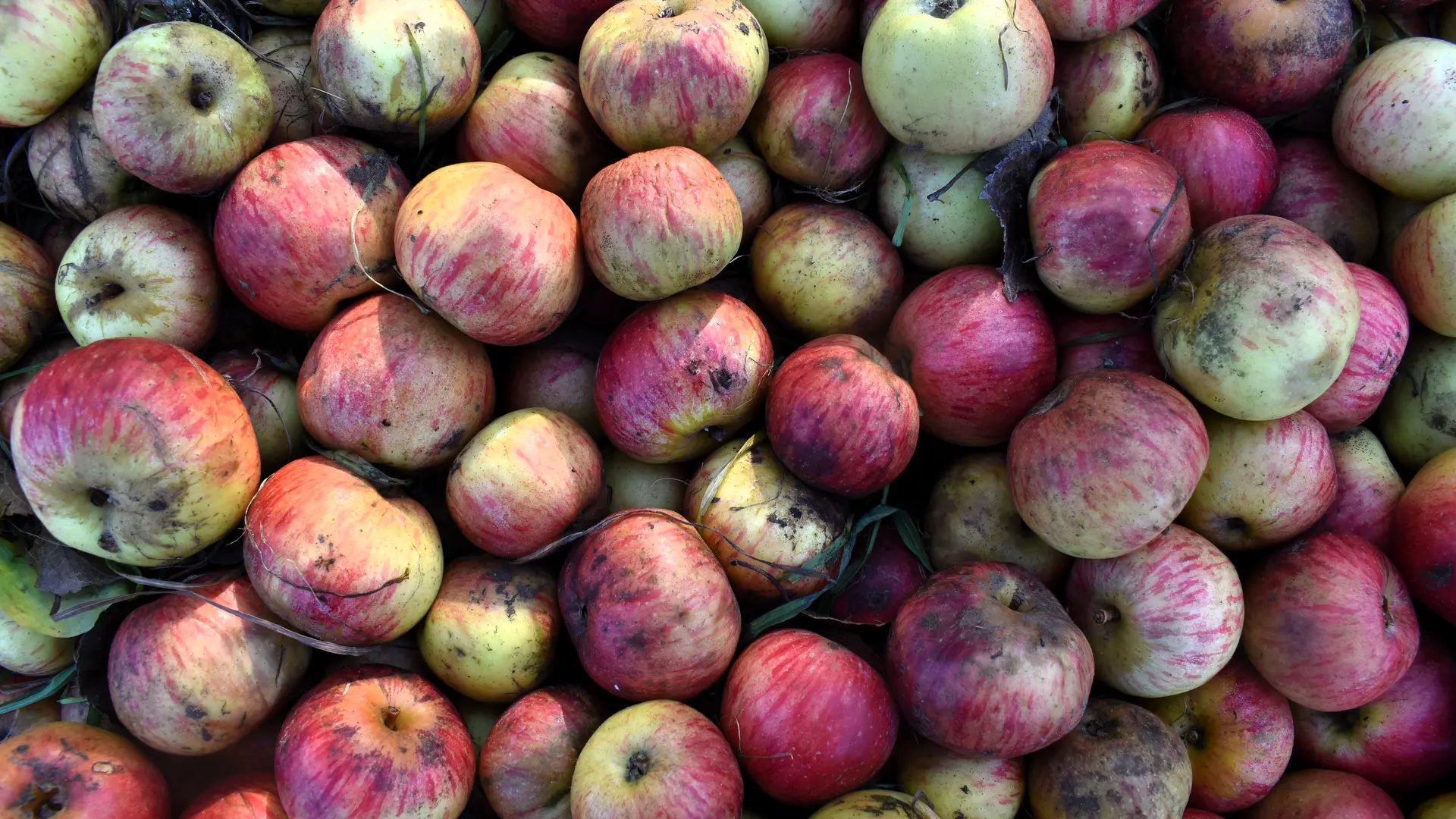 Pommes du terroir breton - Cidre Séhédic