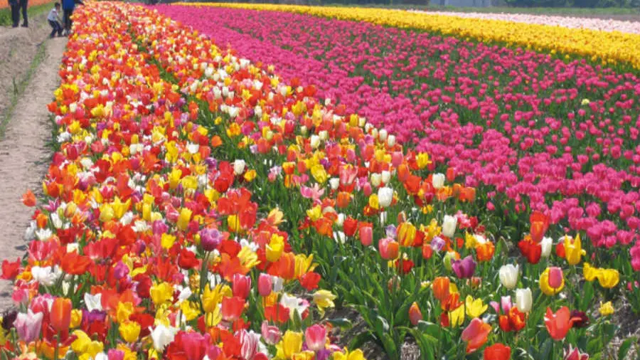 Camping de la joie - Penmarc'h - Pays Bigouden - Bigoudenjoy