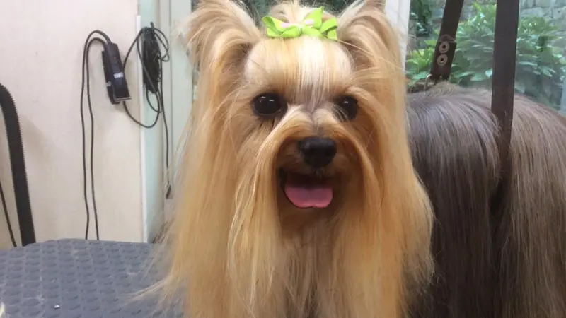 Elégance Canine -Pont-L'Abbé - Pays-Bigouden - Bigoudenjoy