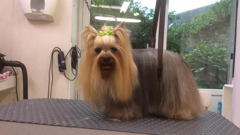 Elégance Canine -Pont-L'Abbé - Pays-Bigouden - Bigoudenjoy