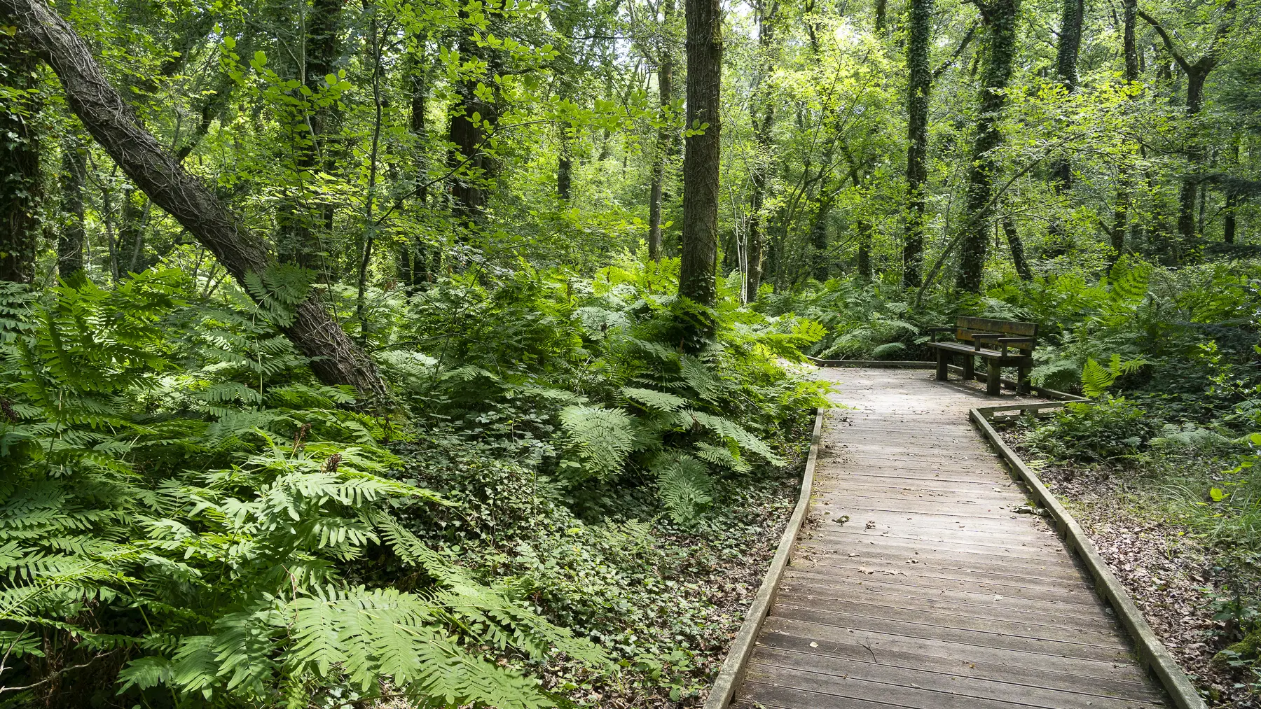 Elise FOURNIER - Bois du Névet PMR