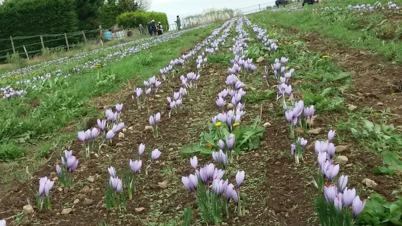 Esprit Safran - Pouldreuzic - Pays Bigouden