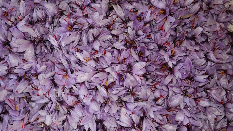 Esprit Safran - Pouldreuzic - Pays Bigouden