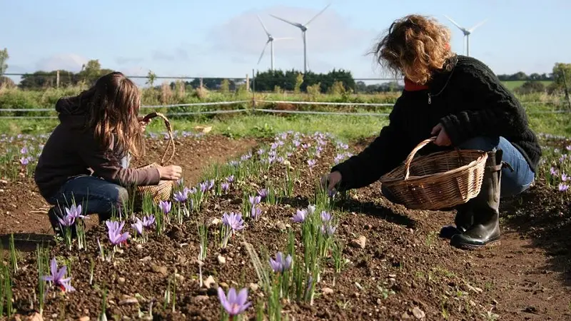 Esprit Safran - Pouldreuzic - Pays Bigouden