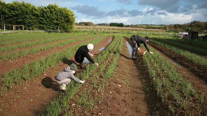 Esprit Safran - Pouldreuzic - Pays Bigouden