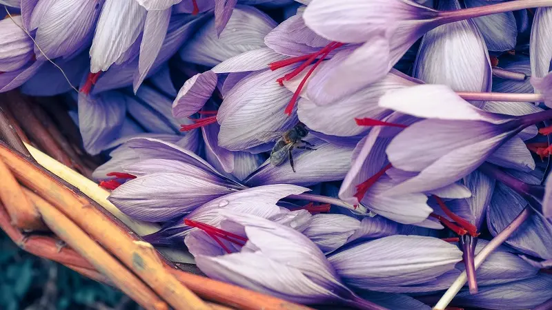 Esprit Safran - Pouldreuzic - Pays Bigouden