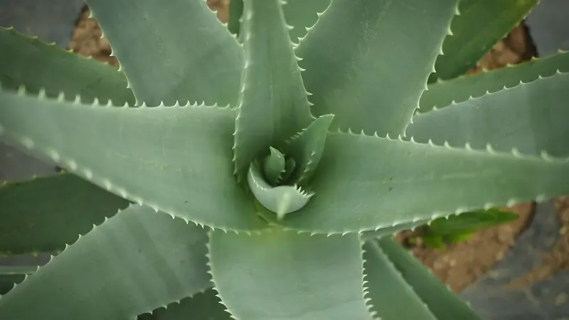 Esprit Safran - Pouldreuzic - Pays Bigouden