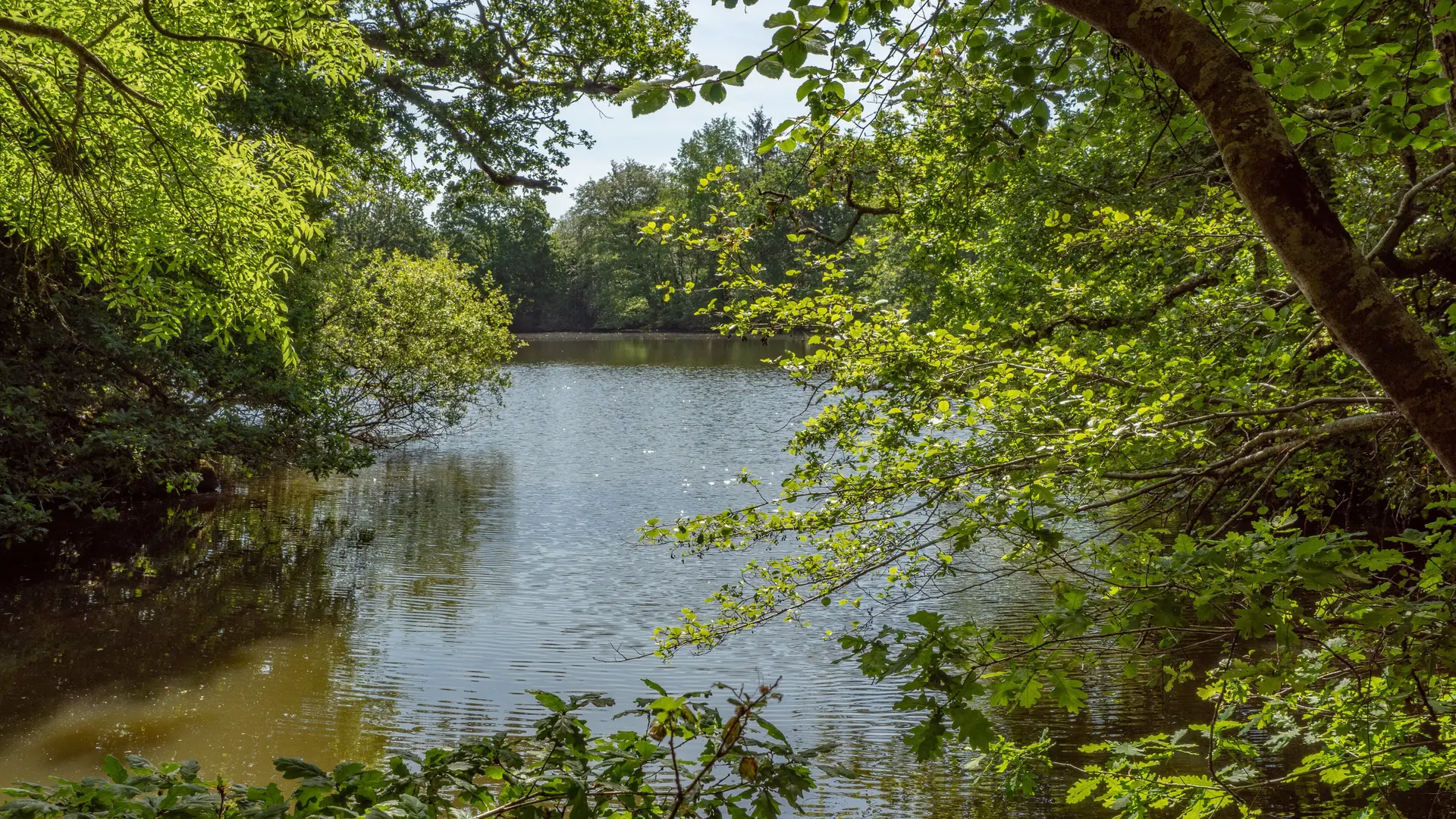 Etang Kergoat à Cheffontaines