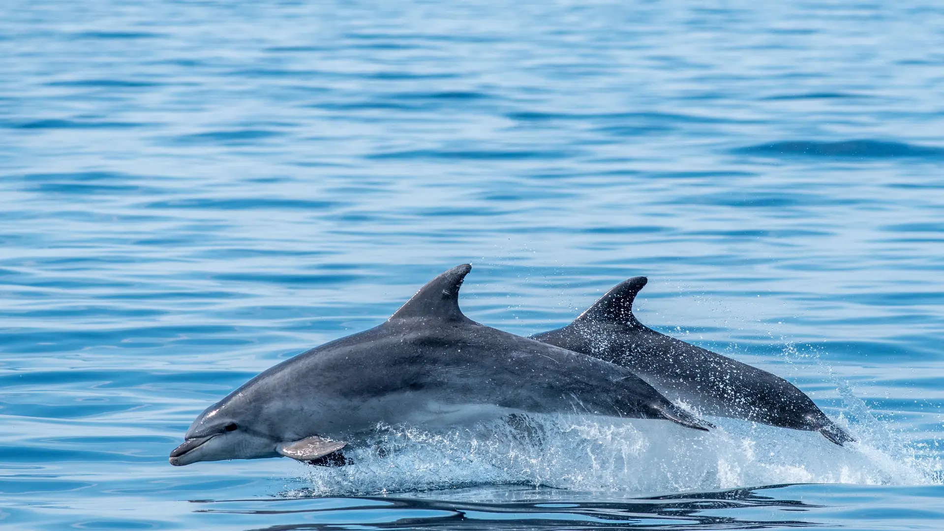 Faune-Ocean---PHOTO-PRINCIPALE---grand-dauphin---sebastien-roques