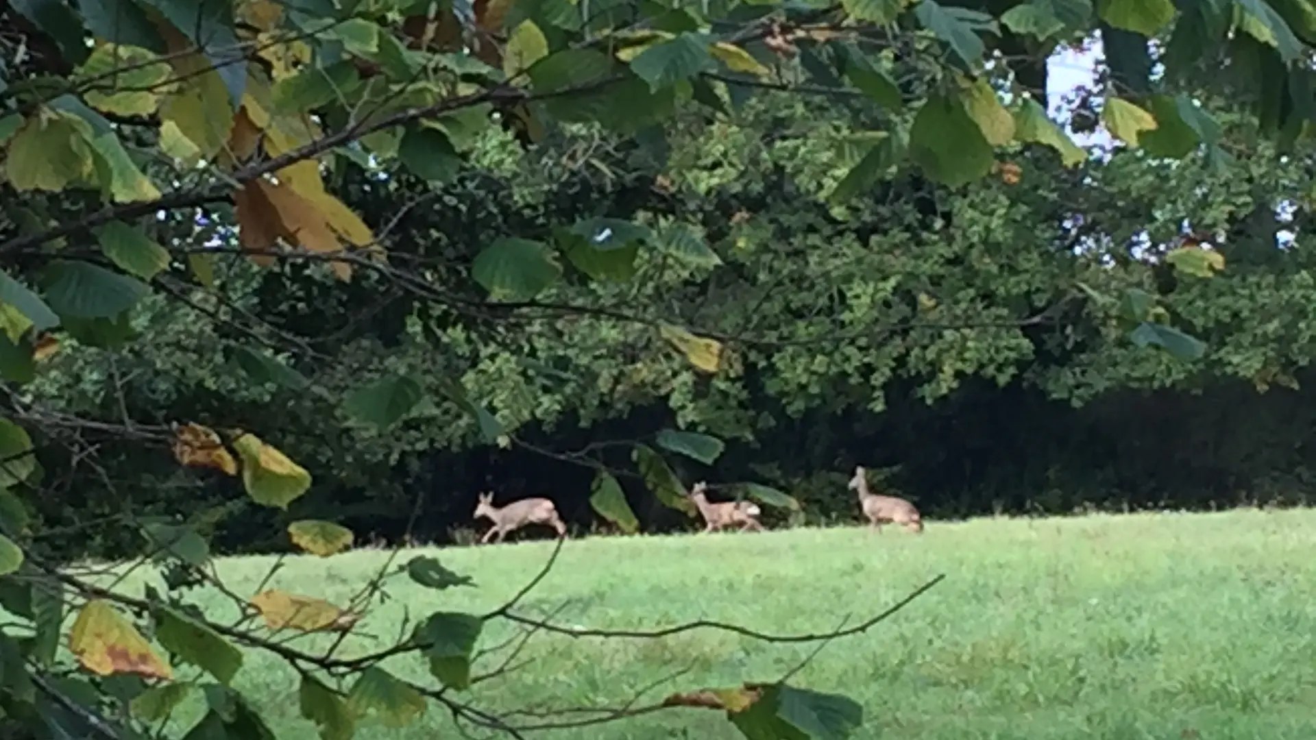 Faune dans le terrain à Kersentic