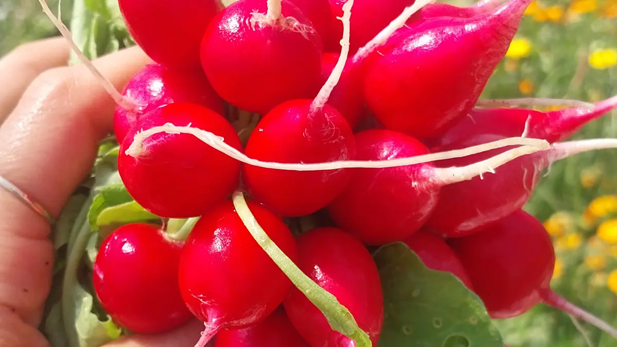 Ferme de Keranod (5)