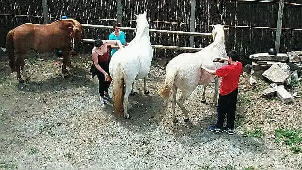 Centre équestre Ty Marc'h - Pouldreuzic - Bigoudenjoy