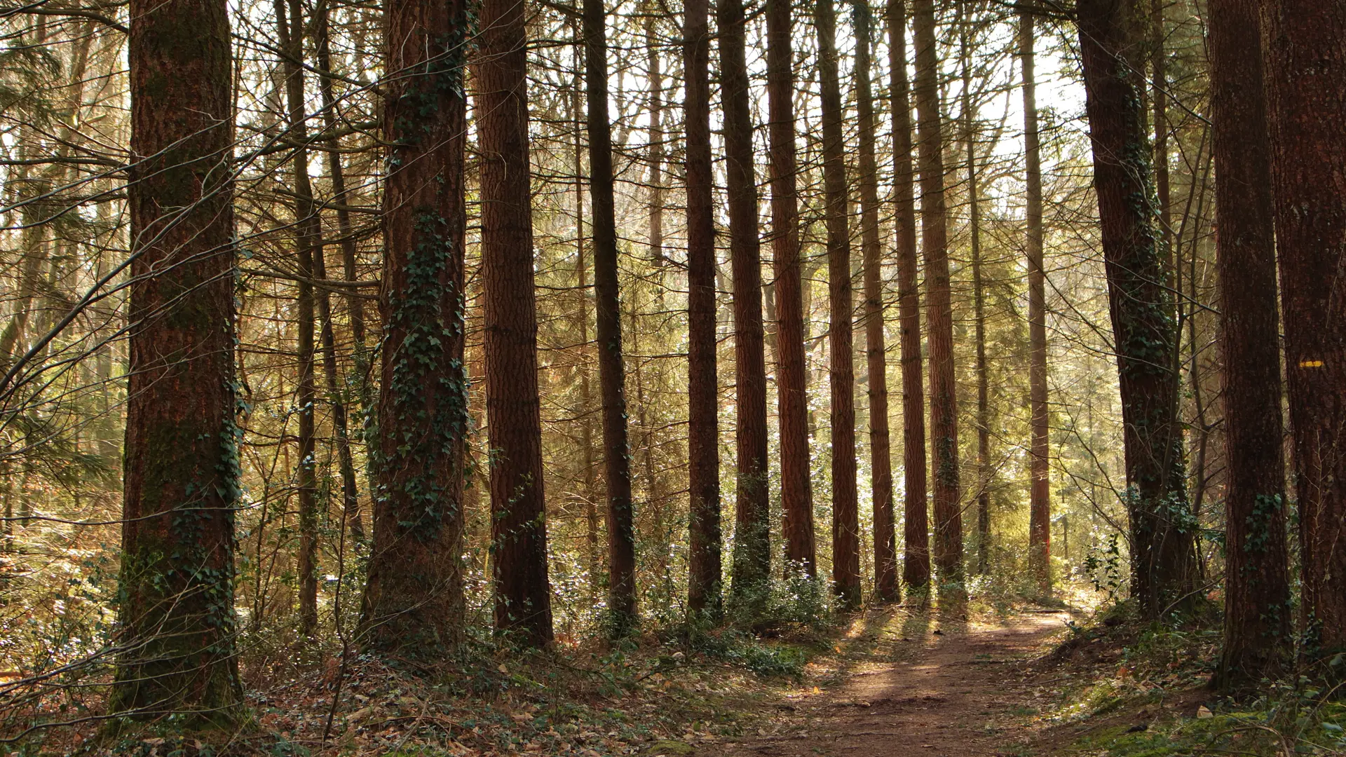 Forêt de Montfort-sur-Meu