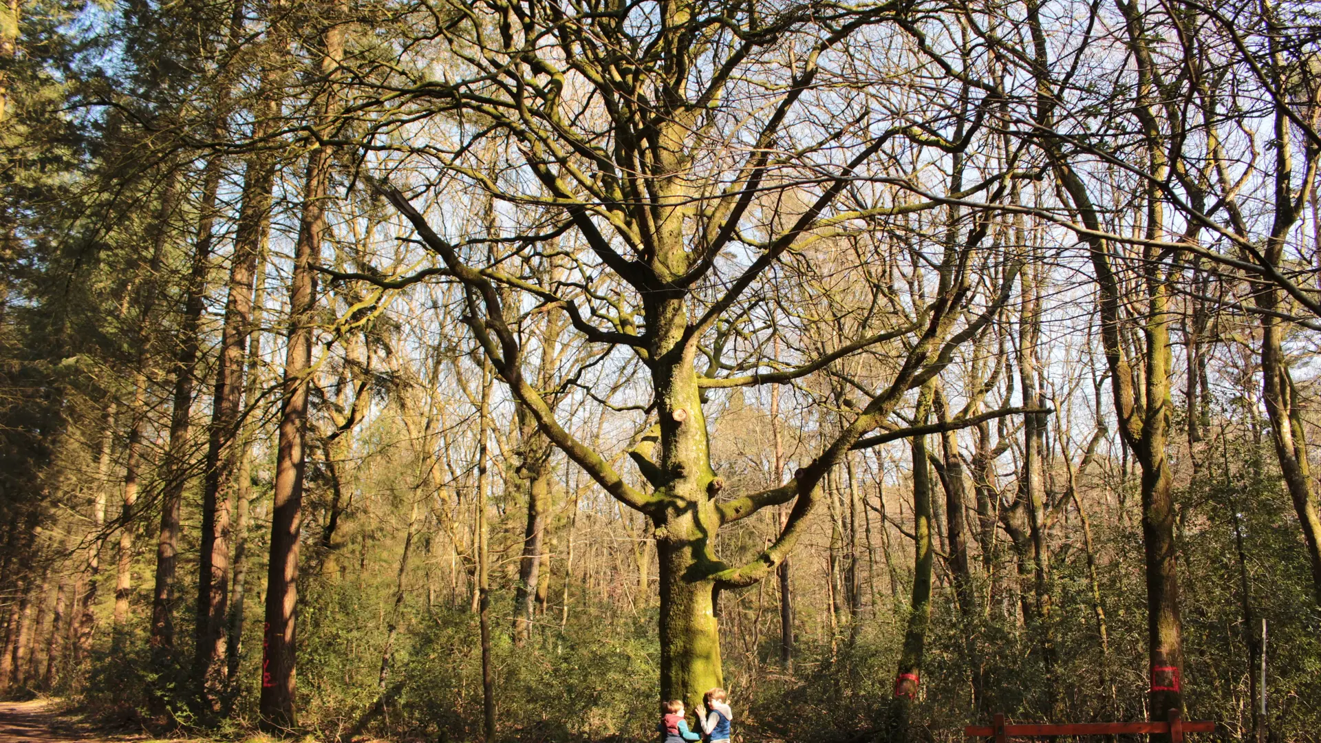 Forêt de Montfort-sur-Meu